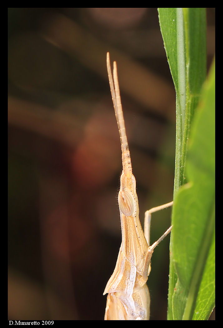 Insetto non identificato... f16 vs f32